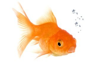 Newsletter To-Do List Even a Goldfish Can Concentrate on